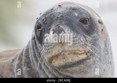 Un leone marino si crogiolerà sulla sabbia a Sandfly Bay vicino Dunedin, Nuova Zelanda il 26 febbraio 2021.Â Sandfly Bay è una delle destinazioni più popolari di Otago Peninsulaâ, con pinguini dagli occhi gialli, leoni marini, Foche da pelliccia e altri animali selvatici.Â il nuovo ZealandÂ mare lionsÂ è una delle specie theÂ più rare del mondo e si trova solo in Nuova Zelanda.lionÂ Â (Foto di Sanka Vidanagama/NurPhoto) Foto Stock