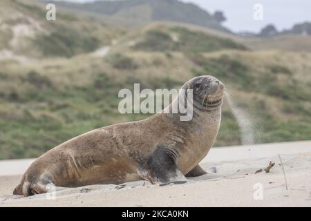 Un leone marino si crogiolerà sulla sabbia a Sandfly Bay vicino Dunedin, Nuova Zelanda il 26 febbraio 2021.Â Sandfly Bay è una delle destinazioni più popolari di Otago Peninsulaâ, con pinguini dagli occhi gialli, leoni marini, Foche da pelliccia e altri animali selvatici.Â il nuovo ZealandÂ mare lionsÂ è una delle specie theÂ più rare del mondo e si trova solo in Nuova Zelanda.lionÂ Â (Foto di Sanka Vidanagama/NurPhoto) Foto Stock