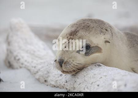 Un leone marino si crogiolerà sulla sabbia a Sandfly Bay vicino Dunedin, Nuova Zelanda il 26 febbraio 2021.Â Sandfly Bay è una delle destinazioni più popolari di Otago Peninsulaâ, con pinguini dagli occhi gialli, leoni marini, Foche da pelliccia e altri animali selvatici.Â il nuovo ZealandÂ mare lionsÂ è una delle specie theÂ più rare del mondo e si trova solo in Nuova Zelanda.lionÂ Â (Foto di Sanka Vidanagama/NurPhoto) Foto Stock