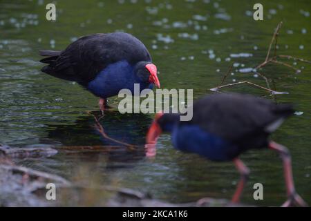 Pukekos (Porphyrio melanotus) al parco Groynes a Christchurch, Nuova Zelanda, il 27 febbraio 2021. (Foto di Sanka Vidanagama/NurPhoto) Foto Stock