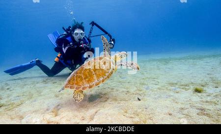 Una giovane subacquea femminile guarda una tartaruga marina verde a Saint Croix. Foto Stock