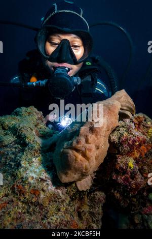 Subacqueo con una rana pescatrice gigante, Cebu, Filippine. Foto Stock