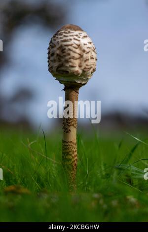 Funghi commestibili Macrolepiota procera fondata in Europa. Foto Stock