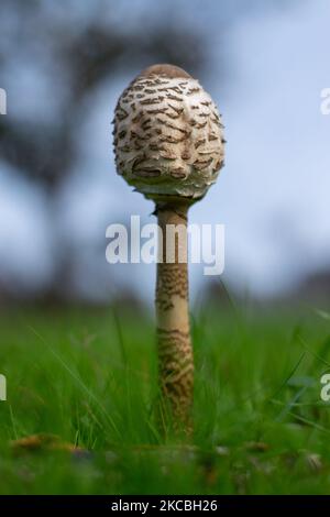 Funghi commestibili Macrolepiota procera fondata in Europa. Foto Stock