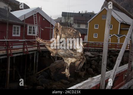 Il pesce stockfish appeso nel Nusfjord che è un piccolo e pittoresco villige di pesca all'arcipelago di Lofoten nella contea di Nordland in Norvegia. Foto Stock