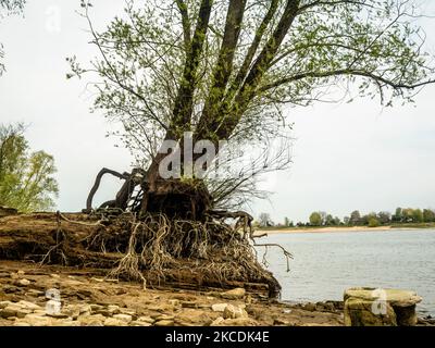 Una vista di un vecchio albero che mostra le sue antiche grandi radici poste vicino al fiume, durante le temperature primaverili nei Paesi Bassi, il 28th aprile 2021. (Foto di Romy Arroyo Fernandez/NurPhoto) Foto Stock