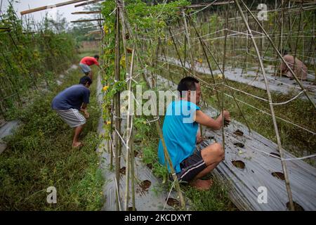 Paziente psichiatrico durante il giardinaggio presso la fondazione Daarul Miftah Mulia a Bogor, Indonesia, il 1 maggio 2021. I casi di disturbo mentale in Indonesia aumentano del 57,6% durante la pandemia COVID-19, con solo il 9% è in trattamento, uno studio dell'Associazione degli specialisti indonesiani di Medicina mentale (PDKJI) suggerisce. Daarul Miftah Mulia Foundation, un centro di riabilitazione per le persone con disturbi mentali, ha visto il numero di pazienti in trattamento raddoppio durante la pandemia. Si ritiene che la causa sia imputabile agli oneri sociali ed economici. Cinque celle nell'edificio facilitano il 60% Foto Stock