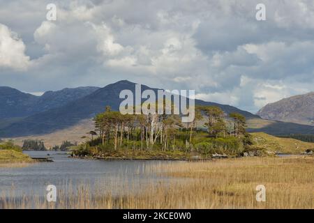 L'isola di Pines del Lago Derricyclare si trova a circa 20 km a est di Clifden, Connemara, sulla N59 Galway Road. Sabato 1 maggio 2021, a Roundstone, Connemara, County Galway, Irlanda. (Foto di Artur Widak/NurPhoto) Foto Stock