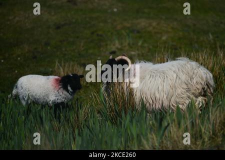 Una pecora e un agnello visto in un campo vicino Roundstone. Venerdì 25 aprile 2021 a Roundstone, Irlanda. (Foto di Artur Widak/NurPhoto) Foto Stock