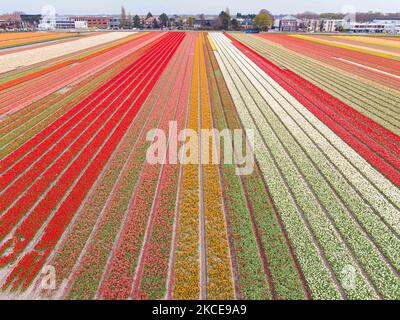 Vista panoramica aerea da un drone dei magici campi di tulipani olandesi durante la stagione primaverile, la natura fiorente con bulbi di fiori che sbocciano nei campi colorati di piante di tulipani rossi, bianchi, arancioni, gialli, viola, ecc. Il luogo è famoso, attrae quotidianamente migliaia di turisti, importante punto di riferimento turistico nei pressi di Amsterdam, ed è noto per il famoso giardino Keukenhof, che vanta milioni di bulbi fioriti in primavera, uno dei più grandi giardini fioriti del mondo, conosciuto anche come Giardino d’Europa. Lisse, Paesi Bassi il 4 maggio 2021 (Foto di Nicolas Economou/NurPhoto) Foto Stock