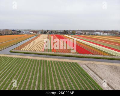 Vista panoramica aerea da un drone dei magici campi di tulipani olandesi durante la stagione primaverile, la natura fiorente con bulbi di fiori che sbocciano nei campi colorati di piante di tulipani rossi, bianchi, arancioni, gialli, viola, ecc. Il luogo è famoso, attrae quotidianamente migliaia di turisti, importante punto di riferimento turistico nei pressi di Amsterdam, ed è noto per il famoso giardino Keukenhof, che vanta milioni di bulbi fioriti in primavera, uno dei più grandi giardini fioriti del mondo, conosciuto anche come Giardino d’Europa. Lisse, Paesi Bassi il 4 maggio 2021 (Foto di Nicolas Economou/NurPhoto) Foto Stock