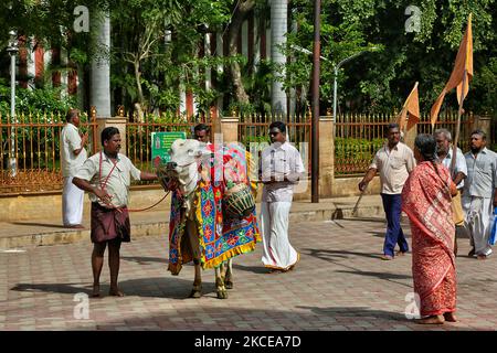 I devoti indù guidano una mucca sacra durante una processione religiosa al di fuori del Tempio Madurai Meenakshi Amman (Tempio Arulmigu Meenakshi Sundareshwarar) situato a Madurai, Tamil Nadu, India. Il tempio è al centro dell'antica città tempiaria di Madurai, menzionata nella letteratura Tamil Sangam, con il tempio della dea menzionato nei testi del 6th° secolo. Il tempio di Madurai Meenakshi Sundareswarar fu costruito dal re Kulasekara Pandya (1190-1216 d.C.). Costruì le parti principali della gopura (torre) a tre piani all'ingresso del Santuario di Sundareswarar e la parte centrale della dea Meenakshi SH Foto Stock