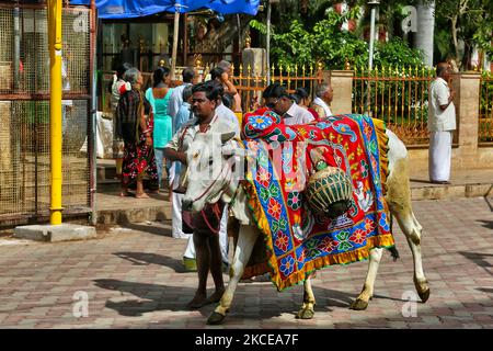 I devoti indù guidano una mucca sacra durante una processione religiosa al di fuori del Tempio Madurai Meenakshi Amman (Tempio Arulmigu Meenakshi Sundareshwarar) situato a Madurai, Tamil Nadu, India. Il tempio è al centro dell'antica città tempiaria di Madurai, menzionata nella letteratura Tamil Sangam, con il tempio della dea menzionato nei testi del 6th° secolo. Il tempio di Madurai Meenakshi Sundareswarar fu costruito dal re Kulasekara Pandya (1190-1216 d.C.). Costruì le parti principali della gopura (torre) a tre piani all'ingresso del Santuario di Sundareswarar e la parte centrale della dea Meenakshi SH Foto Stock