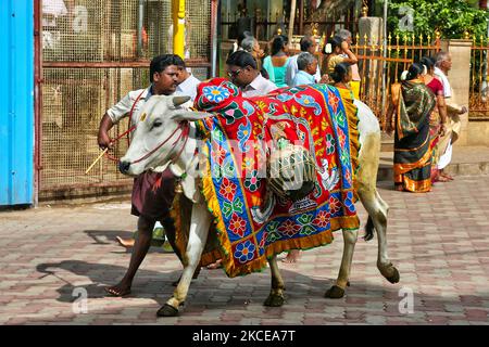 I devoti indù guidano una mucca sacra durante una processione religiosa al di fuori del Tempio Madurai Meenakshi Amman (Tempio Arulmigu Meenakshi Sundareshwarar) situato a Madurai, Tamil Nadu, India. Il tempio è al centro dell'antica città tempiaria di Madurai, menzionata nella letteratura Tamil Sangam, con il tempio della dea menzionato nei testi del 6th° secolo. Il tempio di Madurai Meenakshi Sundareswarar fu costruito dal re Kulasekara Pandya (1190-1216 d.C.). Costruì le parti principali della gopura (torre) a tre piani all'ingresso del Santuario di Sundareswarar e la parte centrale della dea Meenakshi SH Foto Stock