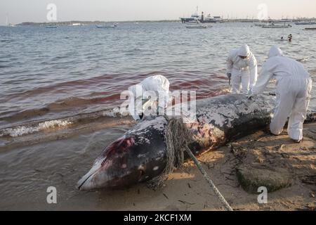 I veterinarie effettuano la necroscopia su una caracas di balena di Cuvier Beaked (Ziphius cavirostris) a Mertasari Beach, Denpasar, Bali, Indonesia il 21 2021 maggio. Questa balena di 5,3 metri è stata trovata morta da locali galleggianti al largo della costa ed è stata tirata a riva per necroscopia e sepolta. La balenottera Cuvier è uno dei rari mammiferi marini che vive attraverso il mare indonesiano e può fare immersioni a 3000 metri sopra il livello del mare. (Foto di Johanes Christo/NurPhoto) Foto Stock