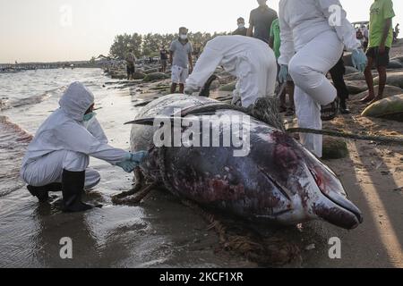 I veterinarie effettuano la necroscopia su una caracas di balena di Cuvier Beaked (Ziphius cavirostris) a Mertasari Beach, Denpasar, Bali, Indonesia il 21 2021 maggio. Questa balena di 5,3 metri è stata trovata morta da locali galleggianti al largo della costa ed è stata tirata a riva per necroscopia e sepolta. La balenottera Cuvier è uno dei rari mammiferi marini che vive attraverso il mare indonesiano e può fare immersioni a 3000 metri sopra il livello del mare. (Foto di Johanes Christo/NurPhoto) Foto Stock