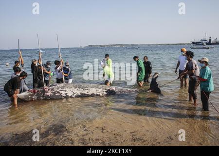 I volontari cercano di spostare una caracas di balena becco di Cuvier (Ziphius cavirostris) a Mertasari Beach, Denpasar, Bali, Indonesia il 21 2021 maggio. Questa balena di 5,3 metri è stata trovata morta da locali galleggianti al largo della costa ed è stata tirata a riva per necroscopia e sepolta. La balenottera Cuvier è uno dei rari mammiferi marini che vive attraverso il mare indonesiano e può fare immersioni a 3000 metri sopra il livello del mare. (Foto di Johanes Christo/NurPhoto) Foto Stock