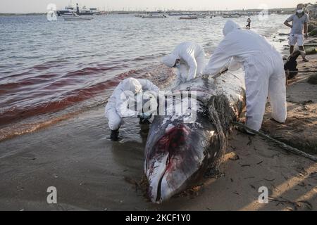 I veterinarie effettuano la necroscopia su una caracas di balena di Cuvier Beaked (Ziphius cavirostris) a Mertasari Beach, Denpasar, Bali, Indonesia il 21 2021 maggio. Questa balena di 5,3 metri è stata trovata morta da locali galleggianti al largo della costa ed è stata tirata a riva per necroscopia e sepolta. La balenottera Cuvier è uno dei rari mammiferi marini che vive attraverso il mare indonesiano e può fare immersioni a 3000 metri sopra il livello del mare. (Foto di Johanes Christo/NurPhoto) Foto Stock