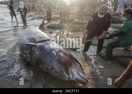 I volontari cercano di spostare una caracas di balena becco di Cuvier (Ziphius cavirostris) a Mertasari Beach, Denpasar, Bali, Indonesia il 21 2021 maggio. Questa balena di 5,3 metri è stata trovata morta da locali galleggianti al largo della costa ed è stata tirata a riva per necroscopia e sepolta. La balenottera Cuvier è uno dei rari mammiferi marini che vive attraverso il mare indonesiano e può fare immersioni a 3000 metri sopra il livello del mare. (Foto di Johanes Christo/NurPhoto) Foto Stock