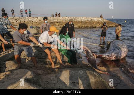 I volontari cercano di spostare una caracas di balena becco di Cuvier (Ziphius cavirostris) a Mertasari Beach, Denpasar, Bali, Indonesia il 21 2021 maggio. Questa balena di 5,3 metri è stata trovata morta da locali galleggianti al largo della costa ed è stata tirata a riva per necroscopia e sepolta. La balenottera Cuvier è uno dei rari mammiferi marini che vive attraverso il mare indonesiano e può fare immersioni a 3000 metri sopra il livello del mare. (Foto di Johanes Christo/NurPhoto) Foto Stock