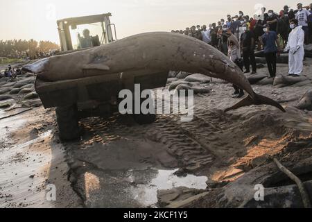 Un escavatore cerca di trasferire le caracas di Cuvier Beaked Whale (Ziphius cavirostris) a Mertasari Beach, Denpasar, Bali, Indonesia il 21 2021 maggio. Questa balena di 5,3 metri è stata trovata morta da locali galleggianti al largo della costa ed è stata tirata a riva per necroscopia e sepolta. La balenottera Cuvier è uno dei rari mammiferi marini che vive attraverso il mare indonesiano e può fare immersioni a 3000 metri sopra il livello del mare. (Foto di Johanes Christo/NurPhoto) Foto Stock