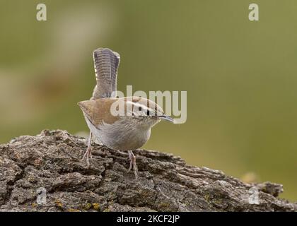 Bewick's Wren (thryomanes bewickii) Sacramento County California USA Foto Stock