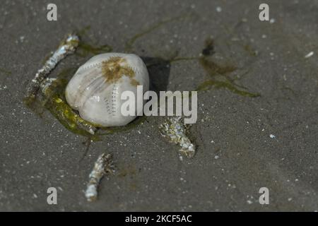 La patata di mare, un tipo di riccio di mare che vive sepolto nella sabbia che si trova lavato su Sandymont strand. Domenica 23 maggio 2021 a Dublino, Irlanda. (Foto di Artur Widak/NurPhoto) Foto Stock