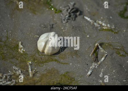 La patata di mare, un tipo di riccio di mare che vive sepolto nella sabbia che si trova lavato su Sandymont strand. Domenica 23 maggio 2021 a Dublino, Irlanda. (Foto di Artur Widak/NurPhoto) Foto Stock