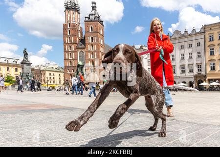 I passanti potranno godersi il bel tempo sulla piazza del mercato principale di fronte alla chiesa di Mariacki, mentre il numero di casi di Covid-19 diminuisce significativamente nella città vecchia di Cracovia, in Polonia, il 28 maggio 2021. Il blocco del coronavirus è in parte rimosso dal momento che la Polonia è riuscita a vaccinare circa 15 milioni di persone e il numero di casi di Covid è basso. Pub e ristoranti possono ora ospitare gli ospiti all'aperto e la gente non ha bisogno di indossare maschere facciali. (Foto di Dominika Zarzycka/NurPhoto) Foto Stock