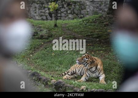 Una tigre lo mostra toungue come due donne discutere sulla tigre allo zoo. Persone che visitano lo zoo Ragunan a Giacarta, Indonesia il 31 maggio 2021 a metà della pandemia con procedura di protocollo di salute durante le vacanze del nato di Pancasila, il filosofo ufficiale, fondazionale dello stato. (Foto di Donal Husni/NurPhoto) Foto Stock