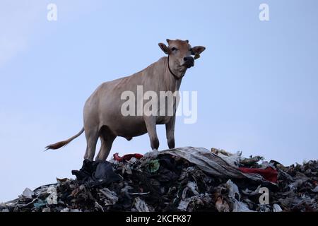 Una mucca in piedi su un mucchio di rifiuti a Boragaon sito di scarico, alla vigilia della Giornata Mondiale dell'ambiente, a Guwahati, Assam, India, Venerdì 4 giugno, 2021. La Giornata Mondiale dell'ambiente si celebra ogni anno il 5 giugno e il tema di quest'anno è l'inquinamento atmosferico. (Foto di David Talukdar/NurPhoto) Foto Stock