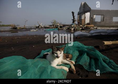 Un gatto che si posa sulla rete di pesci con la casa abbandonata rotta come sfondo nel villaggio di Simonet, costa settentrionale della città di Pekalonga, Giava Centrale, il 3 giugno 2021. Sulla base dei dati dell'Agenzia geologica del Ministero indonesiano dell'energia e delle risorse minerarie, la città di Pekalonga sta vivendo una subsidenza di terra di 6 centimetri all'anno, causata dall'uso massiccio delle acque sotterranee da parte dei tetti, dell'agricoltura, dell'industria e del cambiamento climatico globale, che, se non immediatamente mitigato, la città è prevista affondare nel 2036. (Foto di Aditya Irawan/NurPhoto) Foto Stock