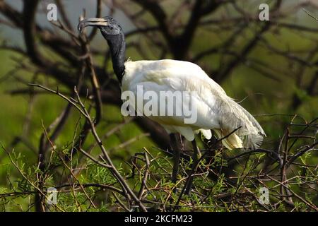 Un gruppo di Ibis a testa nera seduto su un albero alla periferia di Ajmer, nello stato indiano del Rajasthan, il 04 giugno 2021. (Foto di Himanshu Sharma/NurPhoto) Foto Stock