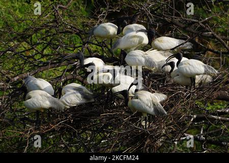 Un gruppo di Ibis a testa nera seduto su un albero alla periferia di Ajmer, nello stato indiano del Rajasthan, il 04 giugno 2021. (Foto di Himanshu Sharma/NurPhoto) Foto Stock