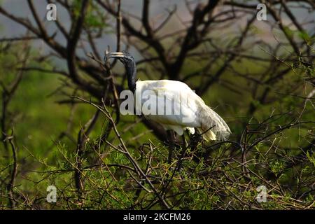 Un gruppo di Ibis a testa nera seduto su un albero alla periferia di Ajmer, nello stato indiano del Rajasthan, il 04 giugno 2021. (Foto di Himanshu Sharma/NurPhoto) Foto Stock