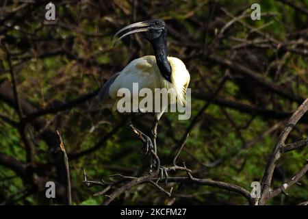 Un gruppo di Ibis a testa nera seduto su un albero alla periferia di Ajmer, nello stato indiano del Rajasthan, il 04 giugno 2021. (Foto di Himanshu Sharma/NurPhoto) Foto Stock