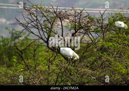Un gruppo di Ibis a testa nera seduto su un albero alla periferia di Ajmer, nello stato indiano del Rajasthan, il 04 giugno 2021. (Foto di Himanshu Sharma/NurPhoto) Foto Stock