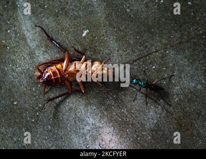 La vespa di Smeraldo (Ampulex comprexa) è una vespa solitaria della famiglia Ampulicidae. È noto per il suo comportamento riproduttivo inusuale, che comporta il puntura di uno scarafaggio e l'uso come ospite per le sue larve. La vespa inietta il veleno direttamente nel cervello dello scarafaggio per controllarne il comportamento e nutrirne i tessuti vivi ai suoi bambini. Il 11 giugno 2021 a Tehatta, West Bengala, India. (Foto di Soumyabrata Roy/NurPhoto) Foto Stock