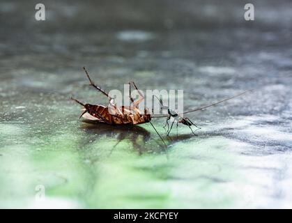 La vespa di Smeraldo (Ampulex comprexa) è una vespa solitaria della famiglia Ampulicidae. È noto per il suo comportamento riproduttivo inusuale, che comporta il puntura di uno scarafaggio e l'uso come ospite per le sue larve. La vespa inietta il veleno direttamente nel cervello dello scarafaggio per controllarne il comportamento e nutrirne i tessuti vivi ai suoi bambini. Il 11 giugno 2021 a Tehatta, West Bengala, India. (Foto di Soumyabrata Roy/NurPhoto) Foto Stock