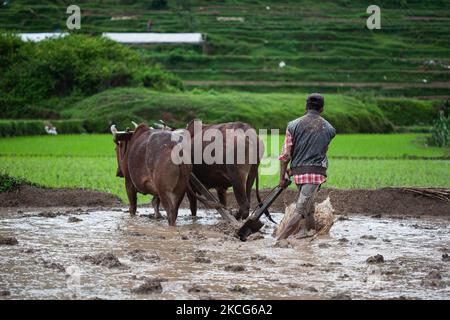 Un agricoltore nepalese aratri il campo con un aratro di legno tirato da buoi prima di piantare risaie a Chhampi, Lalitpur il giovedì 17 giugno 2021. Con l'inizio del monsone in Nepal agricoltori, in questi giorni sono occupati piantare segheria di risone. (Foto di Rojan Shrestha/NurPhoto) Foto Stock