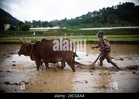 Un agricoltore nepalese aratri il campo con un aratro di legno tirato da buoi prima di piantare risaie a Chhampi, Lalitpur il giovedì 17 giugno 2021. Con l'inizio del monsone in Nepal agricoltori, in questi giorni sono occupati piantare segheria di risone. (Foto di Rojan Shrestha/NurPhoto) Foto Stock
