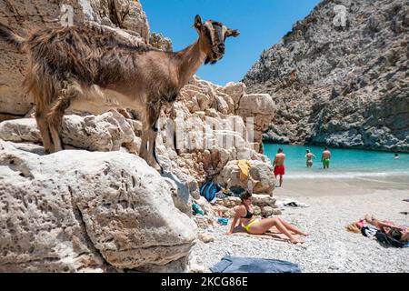 Appartata spiaggia di Limania, l'incredibile tesoro segreto nascosto, un piccolo luogo naturale protetto tra le ripide scogliere con acque turchesi esotiche e tropicali del Mar Mediterraneo si trova nella regione di Chania, nell'isola di Creta. Il nome della spiaggia significa porti di Satana, una remota spiaggia sabbiosa in una baia circondata da formazioni rocciose, tra le spiagge più belle del mondo. Le persone si godono di scattare foto di questo luogo magico mentre hanno capre a caso visitare la spiaggia. I turisti possono nuotare nelle acque del Mar Egeo, prendere il sole e rilassarsi. La Grecia lo è Foto Stock