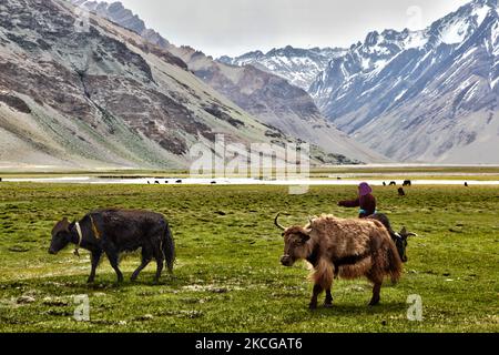 Donna Ladakhi che arruolava dzos e dzomos in un piccolo villaggio di Zanskar, Ladakh, Jammu e Kashmir, India. Un dzo è un incrocio ibrido tra un yak e una mucca domestica e un dzomo è la controparte femminile. (Foto di Creative Touch Imaging Ltd./NurPhoto) Foto Stock