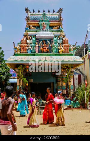 I devoti indù del Tamil celebrano il Festival Amman Ther Thiruvizha al Tempio di Tellipalai Amman a Tellipalai, provincia settentrionale, Sri Lanka. (Foto di Creative Touch Imaging Ltd./NurPhoto) Foto Stock