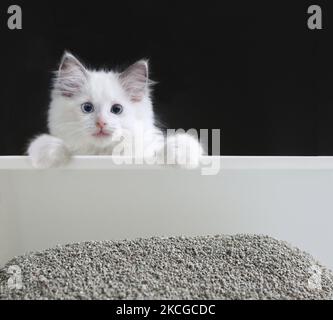 Sulla sabbia del gatto, un giovane ragdoll bianco del gatto mette le relative zampe in su e la guarda in una posa carina. Foto Stock
