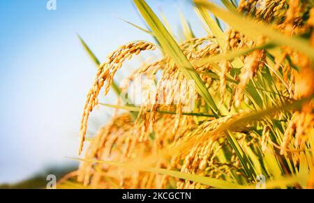 Paesaggio di risaie con raccolti in maturazione alla luce del sole autunnale e spighe di riso gialle e concetto di raccolto abbondante di riso Foto Stock