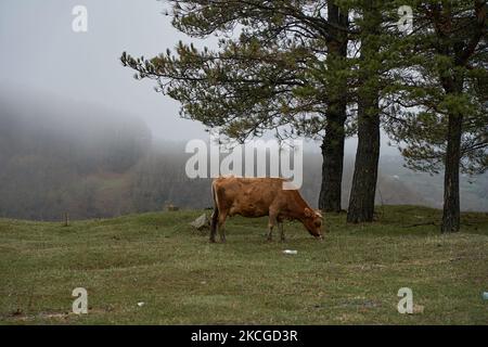 Una mucca cammina su un prato di montagna in condizioni di nebbia fitta. Foto Stock