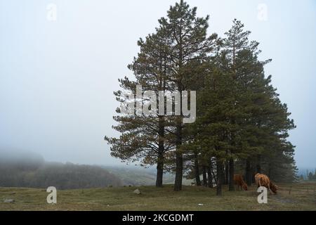 Una mucca cammina su un prato di montagna in condizioni di nebbia fitta. Foto Stock