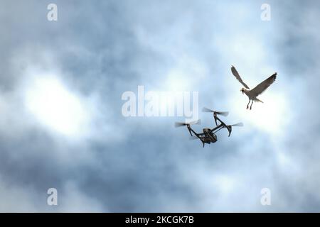 Un gabbiano arrabbiato attacca un drone che vola vicino al suo nido situato sul tetto di un edificio nel centro di Dublino. Lunedì 28 giugno 2021 a Dublino, Irlanda. (Foto di Artur Widak/NurPhoto) Foto Stock