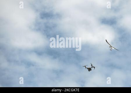 Un gabbiano arrabbiato attacca un drone che vola vicino al suo nido situato sul tetto di un edificio nel centro di Dublino. Lunedì 28 giugno 2021 a Dublino, Irlanda. (Foto di Artur Widak/NurPhoto) Foto Stock